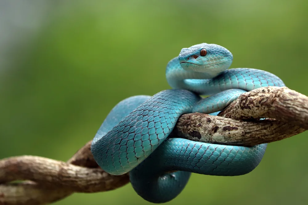 Hagens Bambusotter (Trimeresurus hageni)