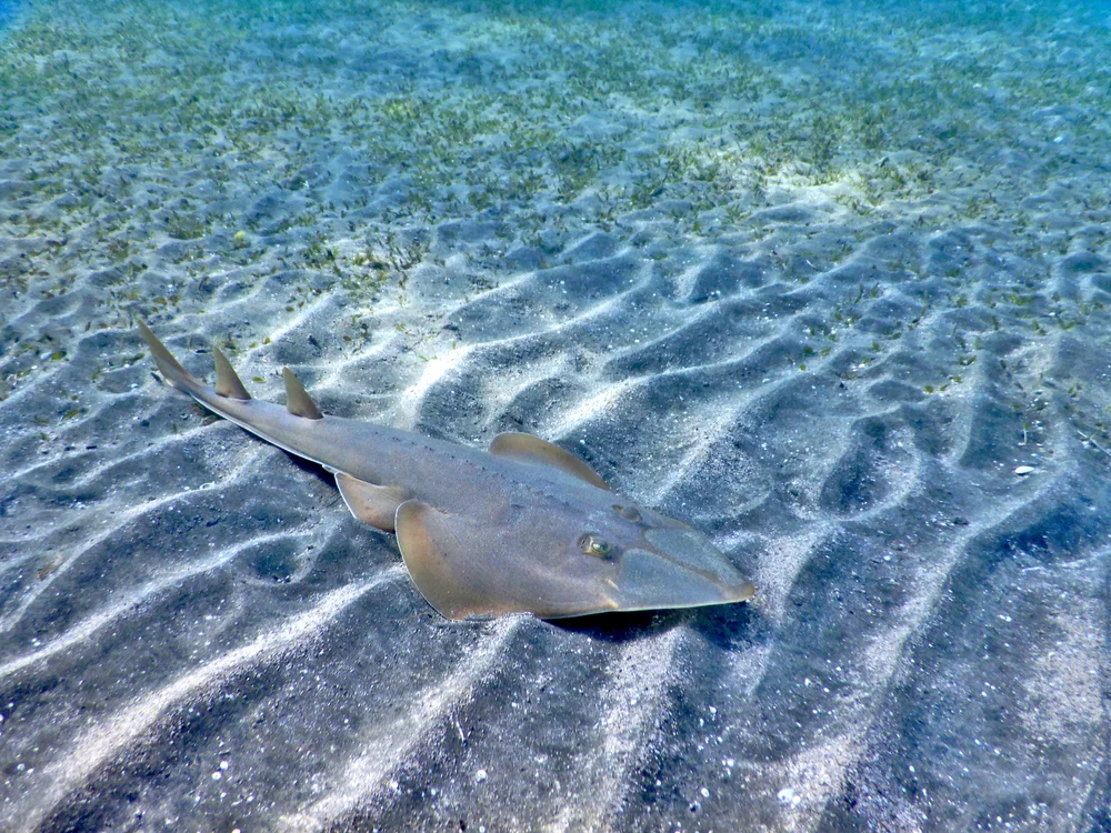 Haie (Elasmobranchii)