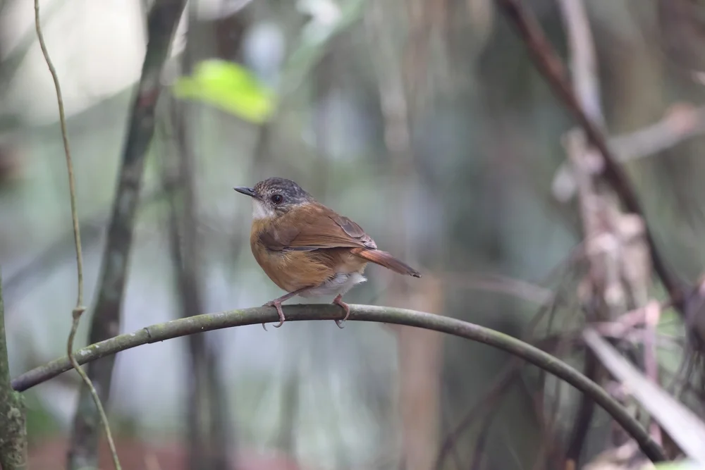 Hainan-Drongo (Malacocincla sepiaria)