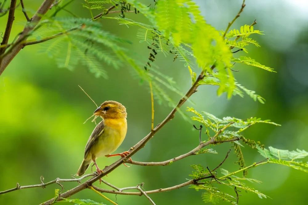 Hainan-Laubsänger (Phylloscopus hainanus)