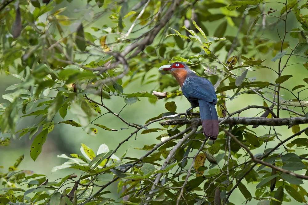 Hakenschnabel-Häher (Phaenicophaeus curvirostris)