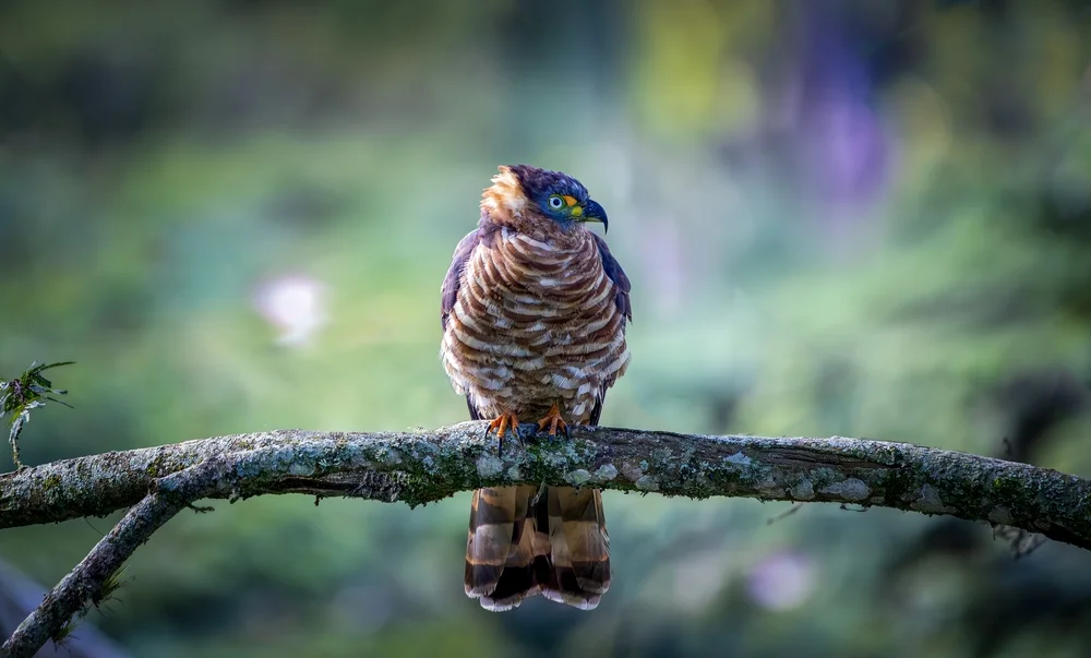 Hakenschnabelweih (Chondrohierax uncinatus)