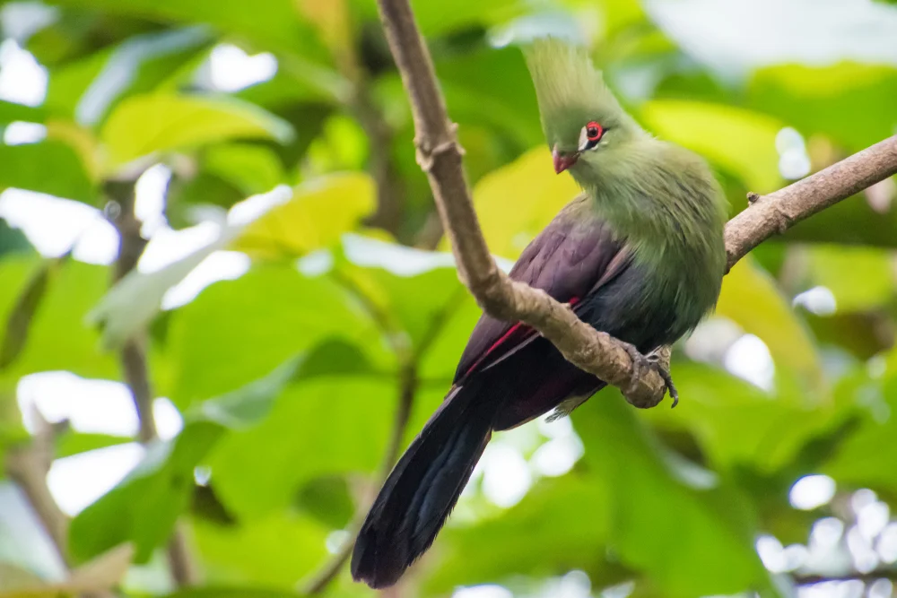 Hakenturako (Tauraco corythaix)