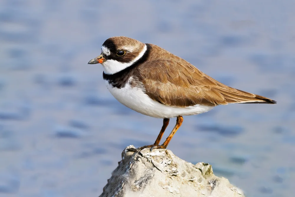 Halbband-Regenpfeifer (Charadrius semipalmatus)