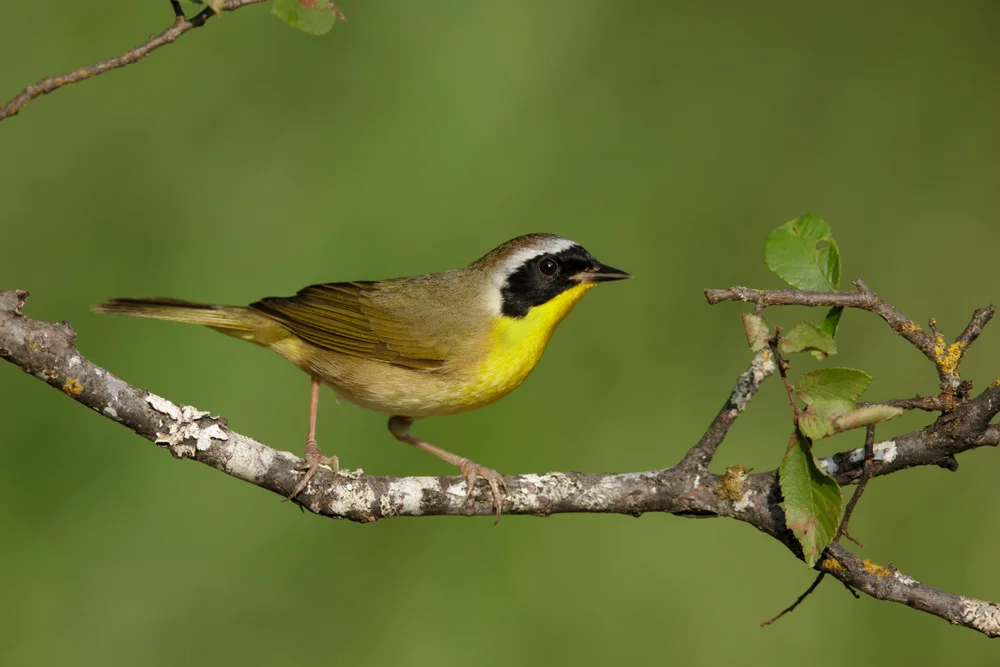 Halbgelber Waldsänger (Geothlypis semiflava)