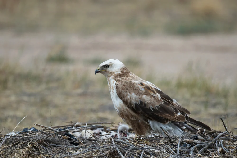 Halbindischer Bussard (Buteo jamaicensis)