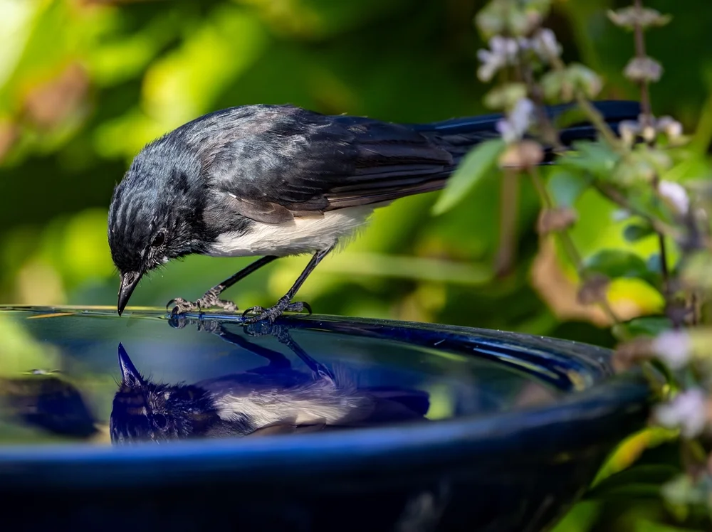 Halbroter Fächerschwanz (Rhipidura samarensis)