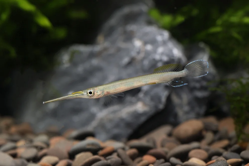 Halbschnäbler (Hemiramphidae)