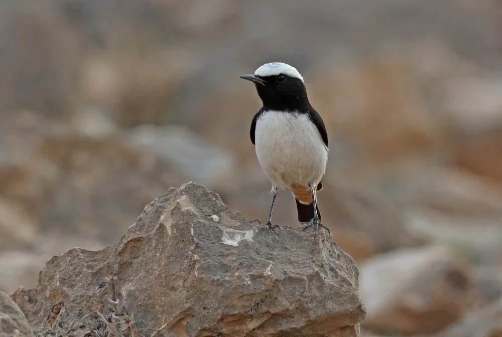 Halbwüsten-Steinschmätzer (Oenanthe lugentoides)