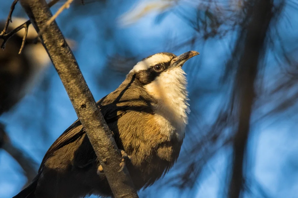 Halls Dickkopf (Pomatostomus halli)
