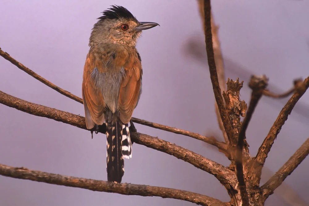 Halsband-Ameisenschlüpfer (Thamnophilus torquatus)