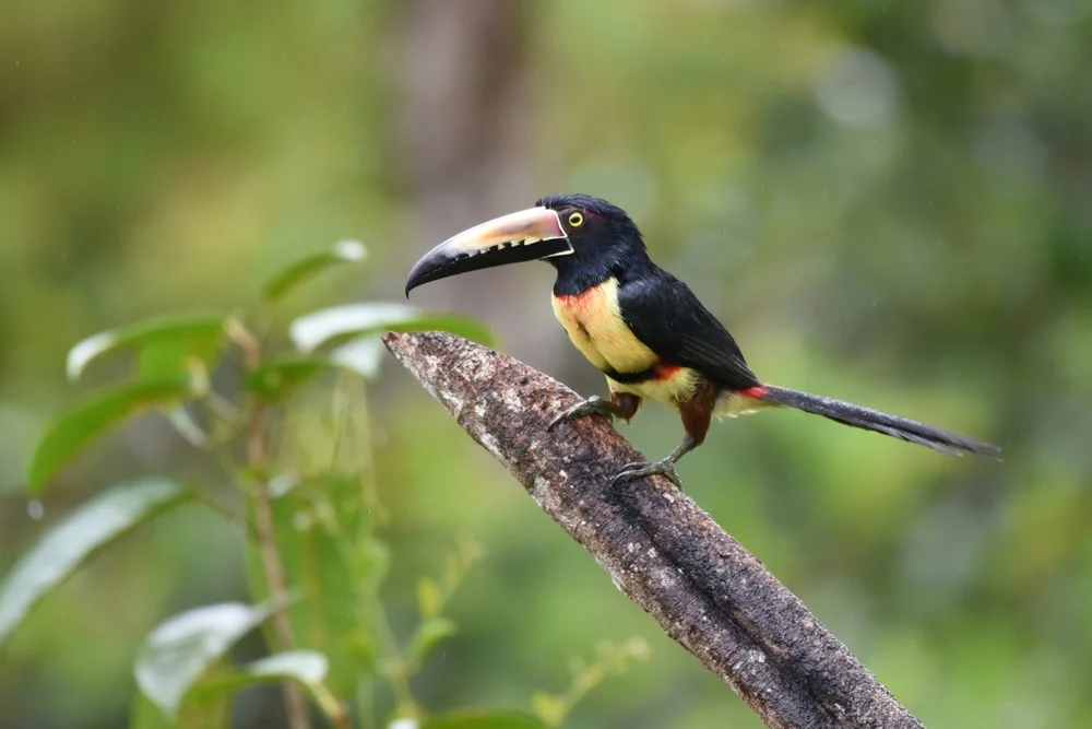 Halsband-Araponga (Pteroglossus torquatus)