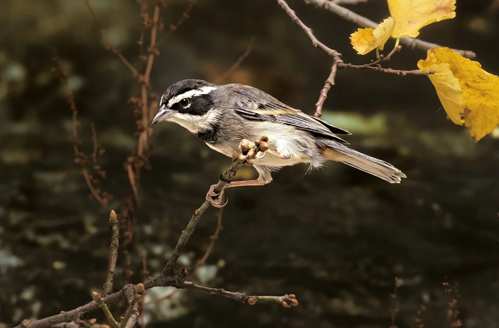 Halsband-Bergsperling (poospiza torquata)