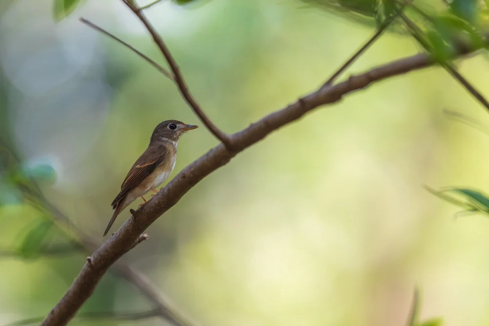Halsband-Blattvogel (Staphida torqueola)