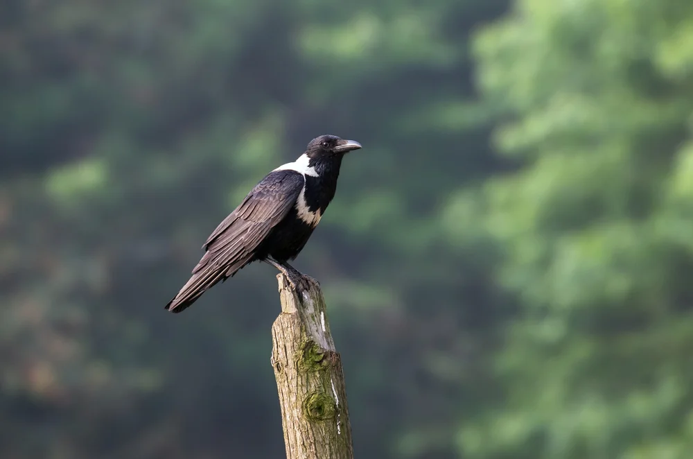 Halsband Krähe (Corvus torquatus)