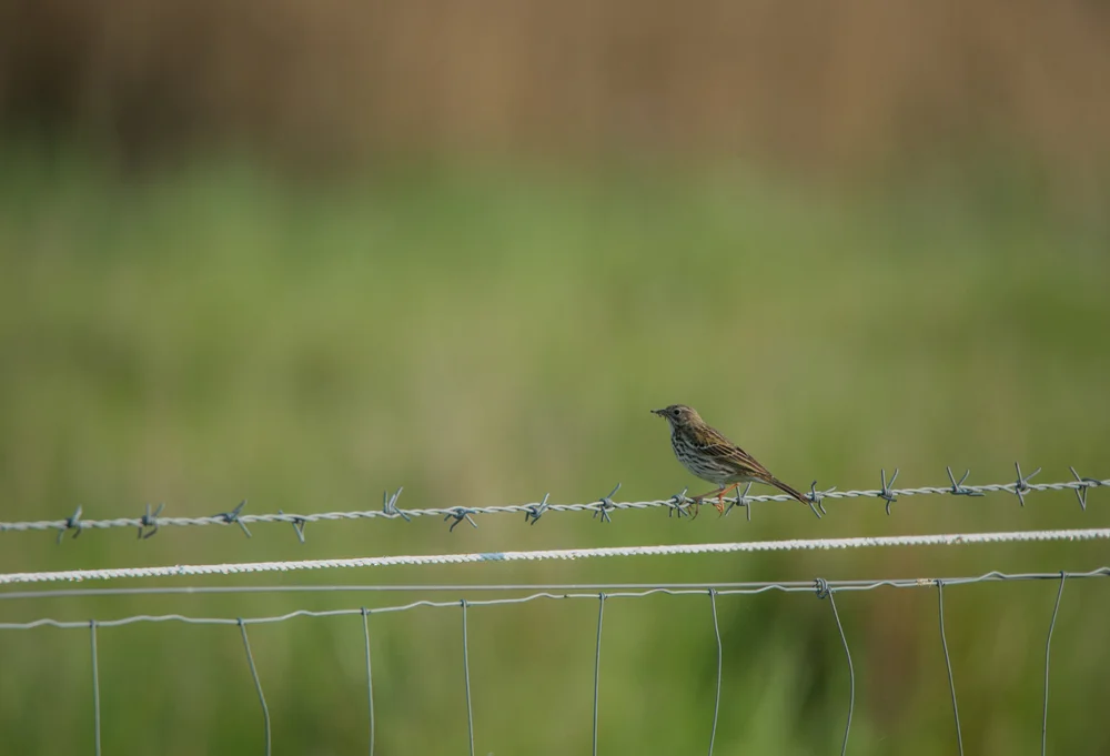 Halsband-Paradiesvogel (Corythopis torquatus)
