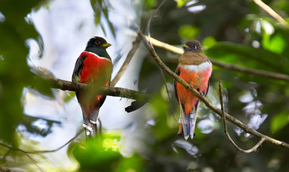 Halsband-Quetzal (Trogon collaris)