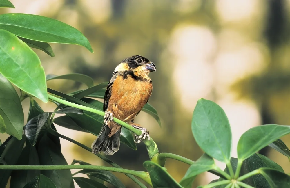 Halsband-Saatknospf (Sporophila torqueola)