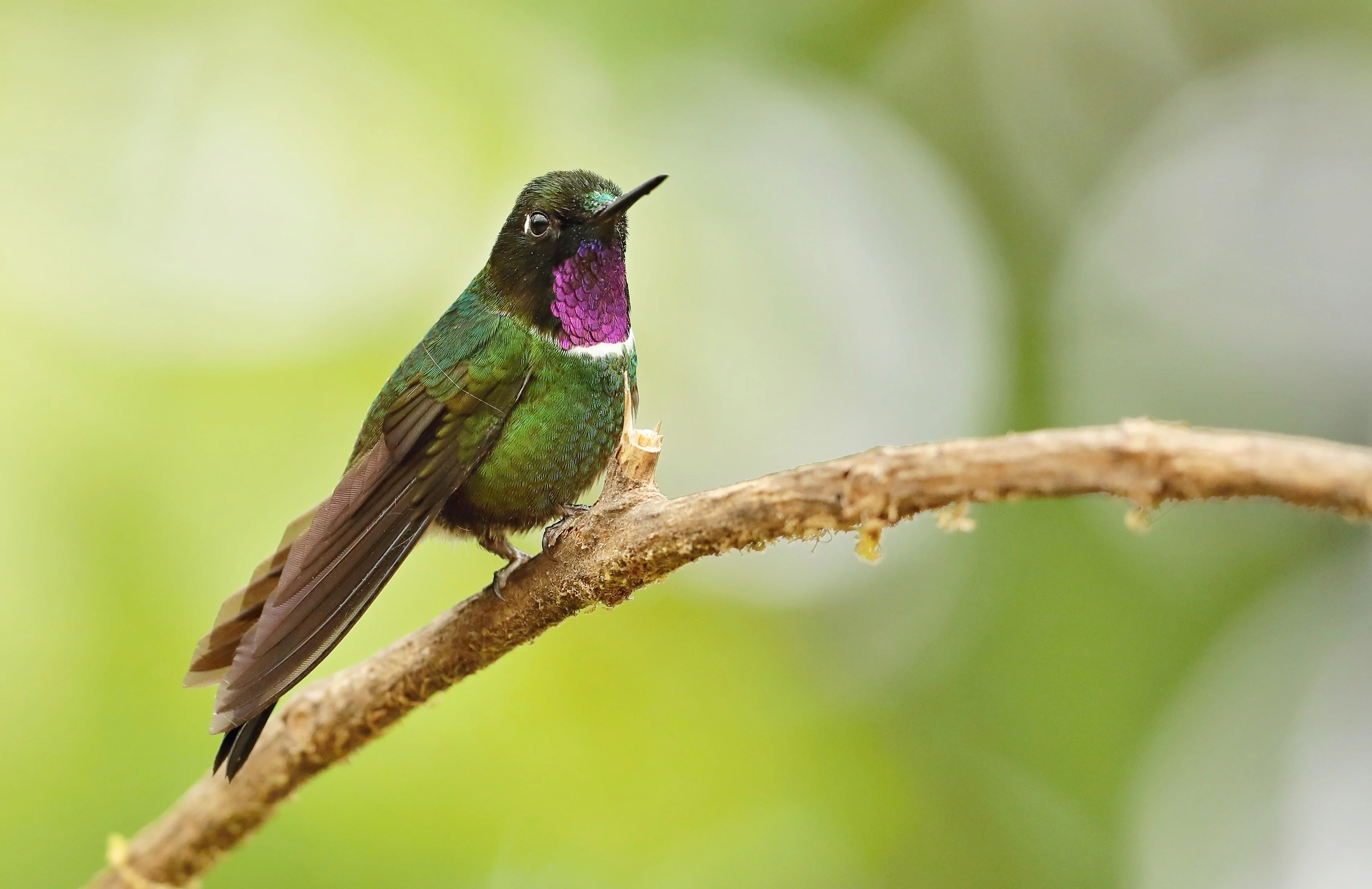 Halsband-Sonnennymphe (Heliangelus strophianus)