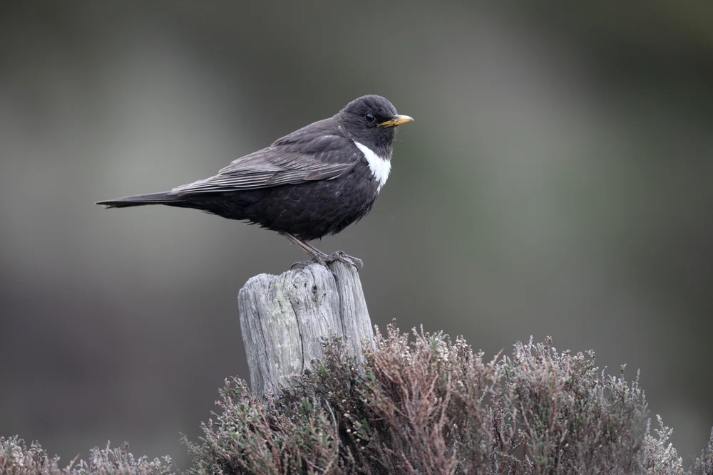 Halsbanddrossel (Turdus torquatus)