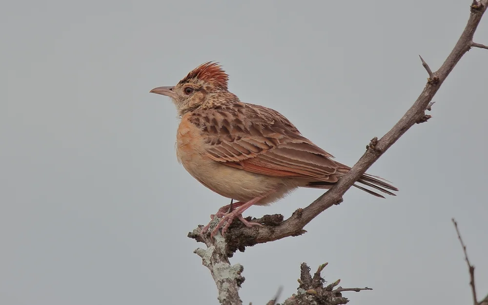 Halsbandlerche (Mirafra collaris)