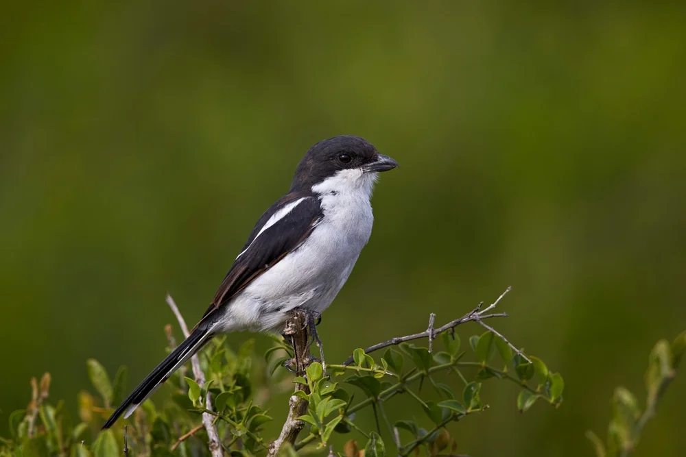 Halsbandwürger (Lanius collaris)