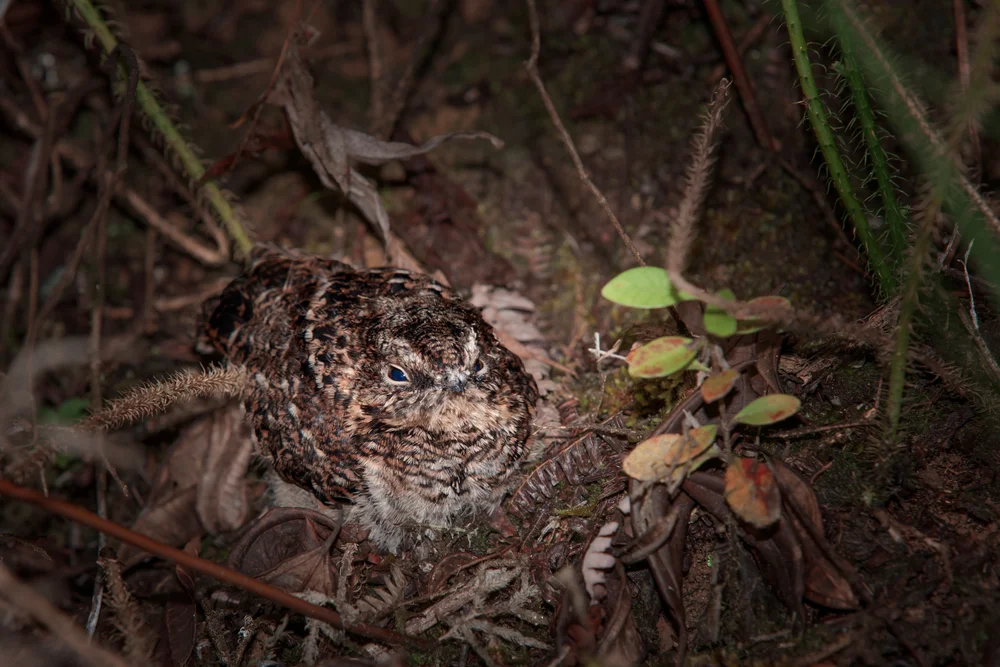 Halsschmuck-Schattenkolibri (Lurocalis semitorquatus)