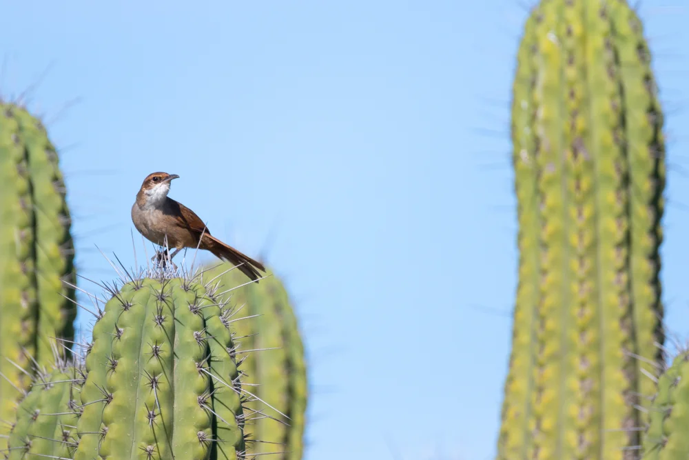 Hartert-Drossel (Tarphonomus hatterti)