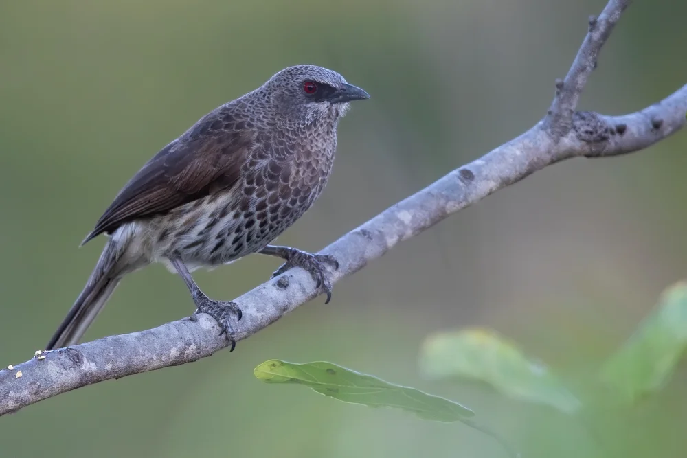 Hartlaubs Drossling (Turdoides hertlaubii)