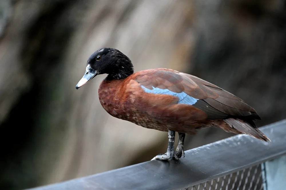 Hartlaubs Ente (Pteronetta hartlaubii)