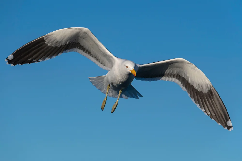 Hartlaubs Möwe (Chroicocephalus hartlaubii)