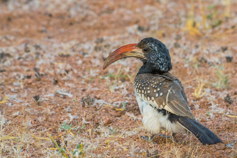 Hartlaubs-Toko (Tockus fasciatus)