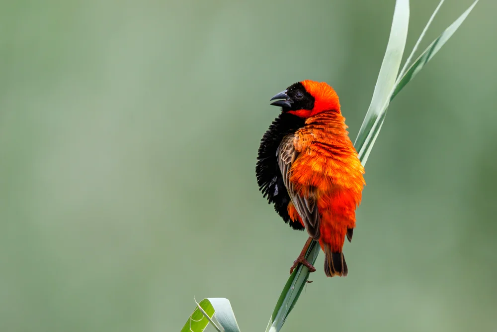 Hartlaubs Wida (Euplectes hartlaubi)