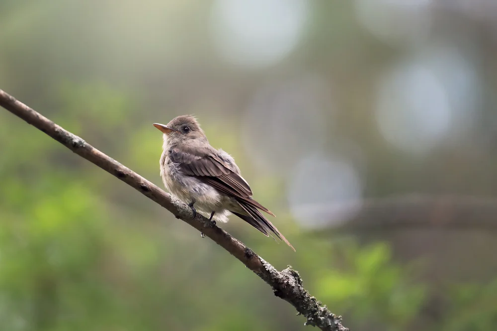 Hartnäckiger Pibí (Contopus pertinax)
