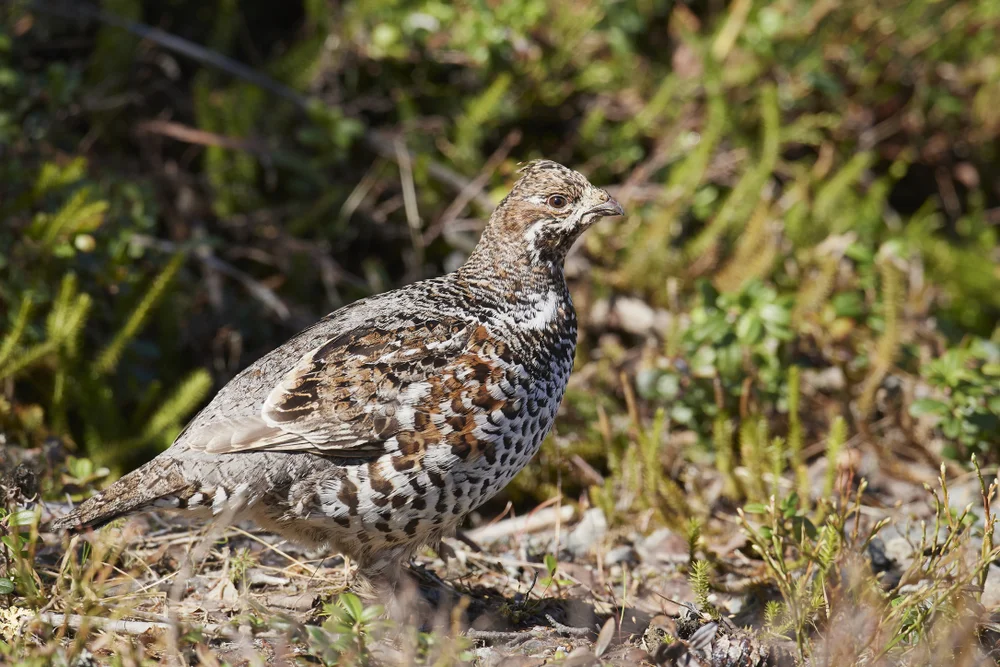 Haselhuhn (Tetrastes bonasia)