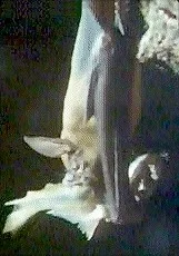 Hasenmaulfledermaus