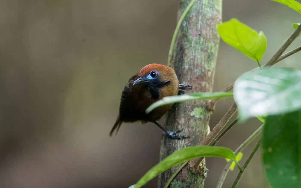 Hauben-Bartvogel (Macronus ptilosus)