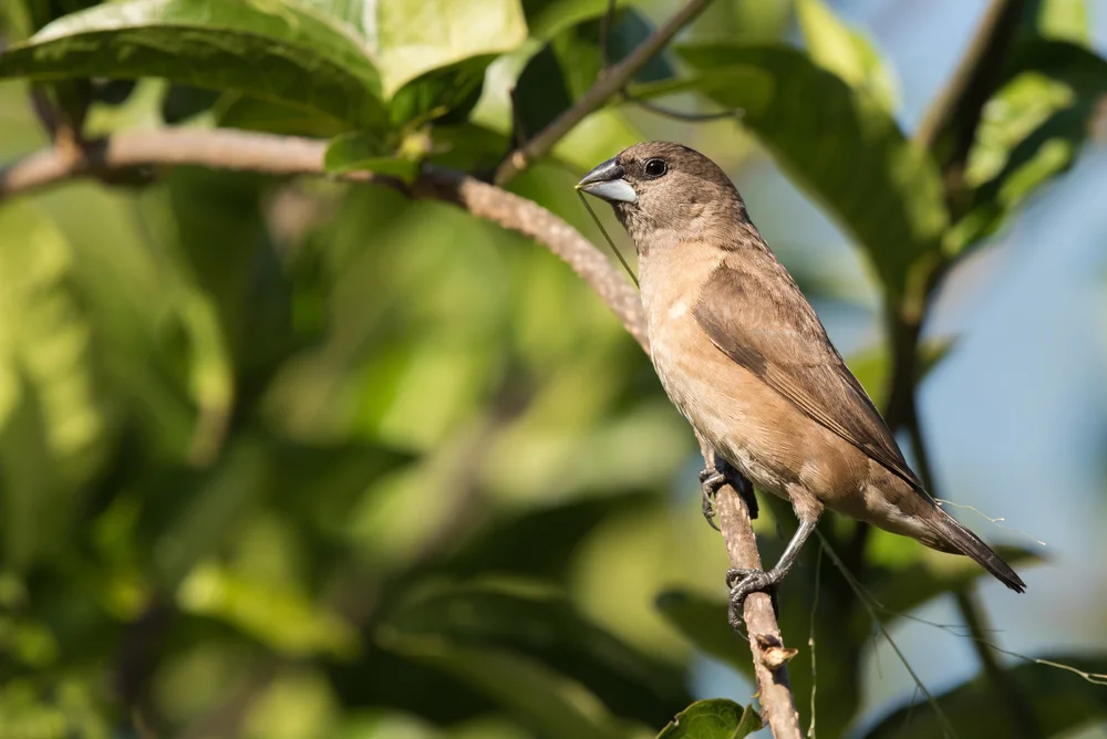 Hauben-Bronzemännchen (Lonchura cucullata)