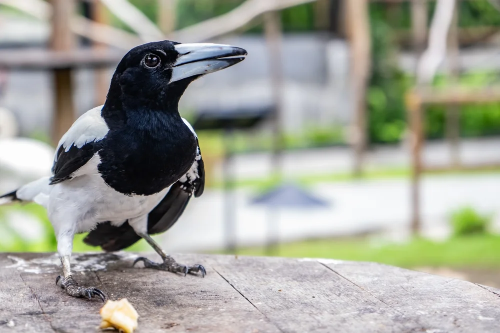 Hauben-Dickichtdrossel (Crypsirina cucullata)