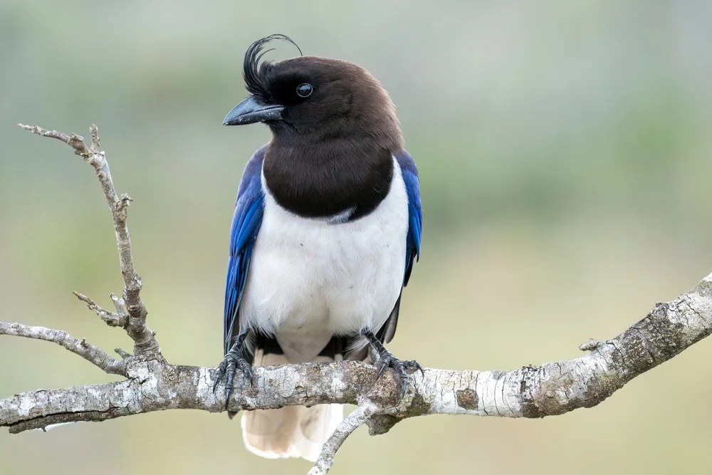 Hauben-Gaiskönig (Cyanocorax cristatellus)