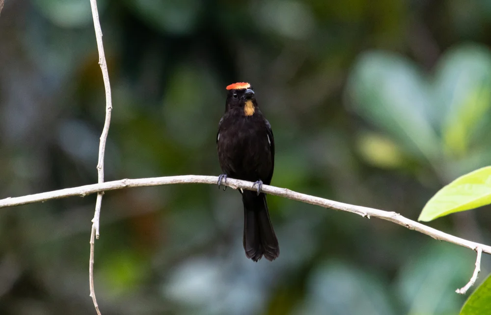 Hauben-Tangare (Tachyphonus cristatus)