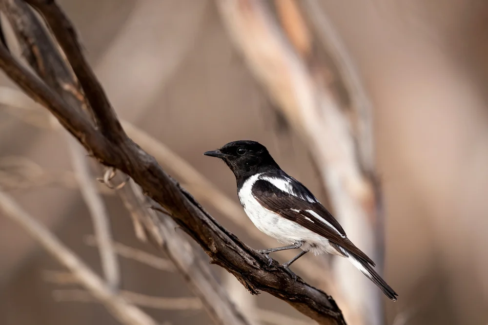 Haubenraupenfänger (Melanodryas cucullata)