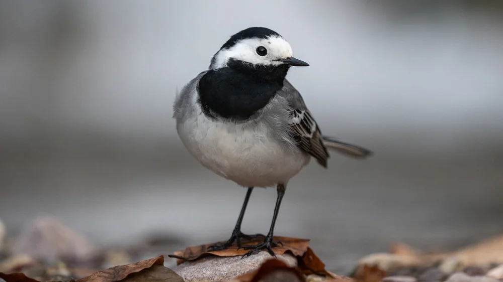Hauptstadt-Tyrann (Poecilotriccus capitalis)