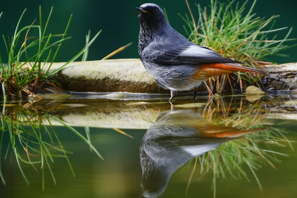 Hausrotschwanz (Phoenicurus ochruros)