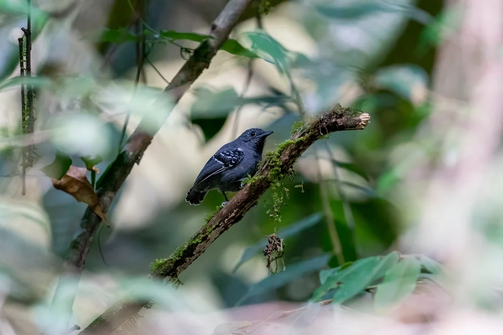 Hauxwell-Timalie (Isleria hauxwelli)