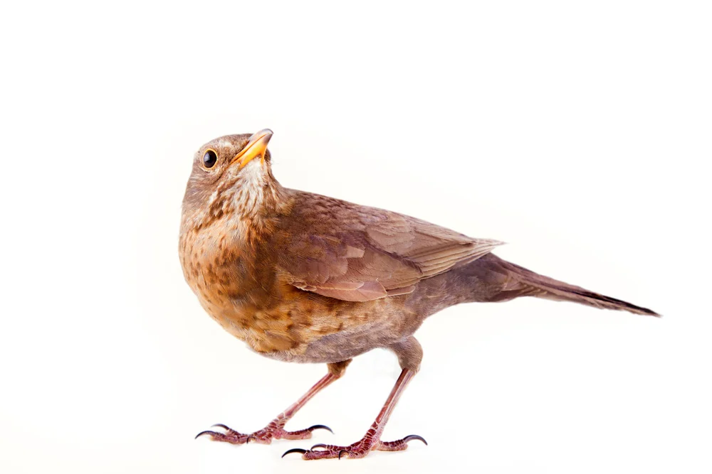 Hauxwells Drossel (Turdus hauxwelli)