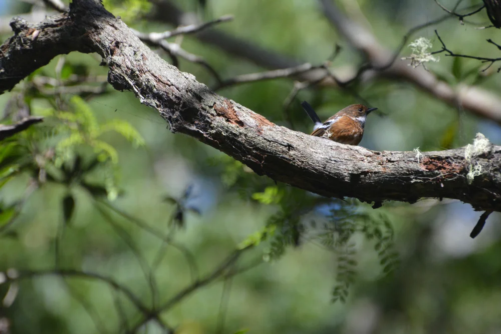 Hawaii-Elepaio (Chasiempis sandwichensis)