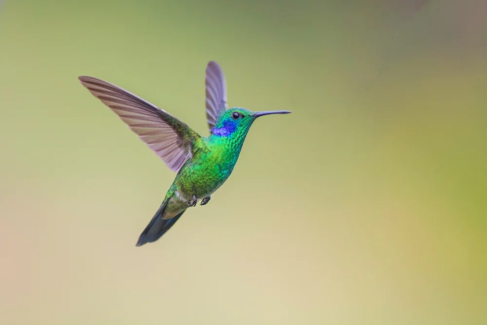 Hawai'i-Schnäpper (Neodrepanis coruscans)