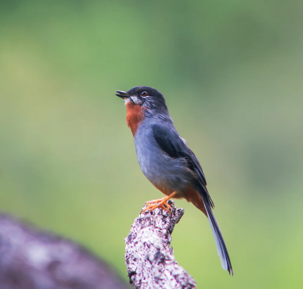 Hawaiidrossel (Myadestes genibarbis)