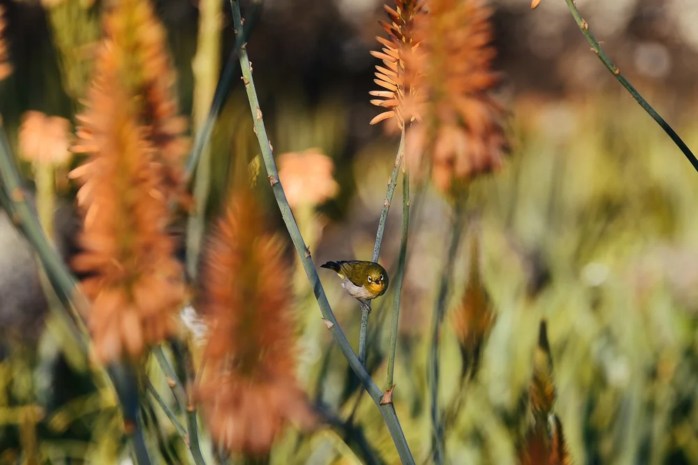 Hawaiigrüner Kleidervogel (Chlorodrepanis virens)